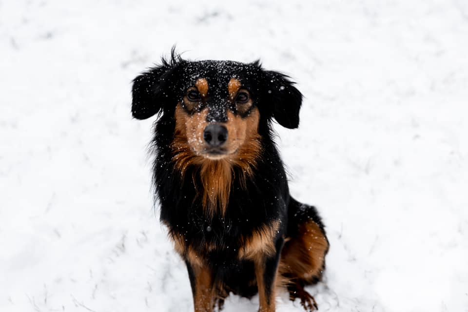 George - Black and Tan English Shepherd