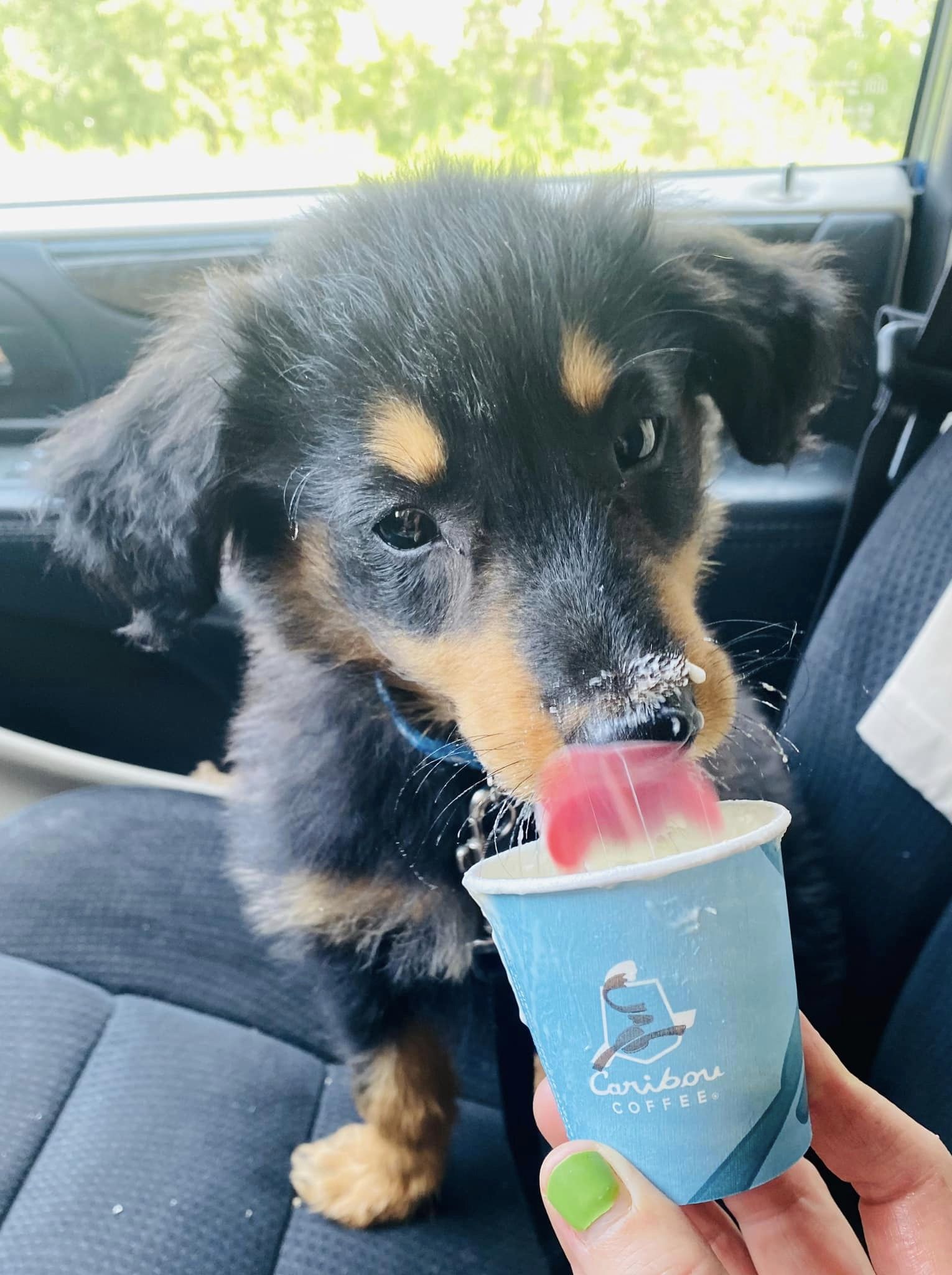 Henley - Black and Tan English Shepherd