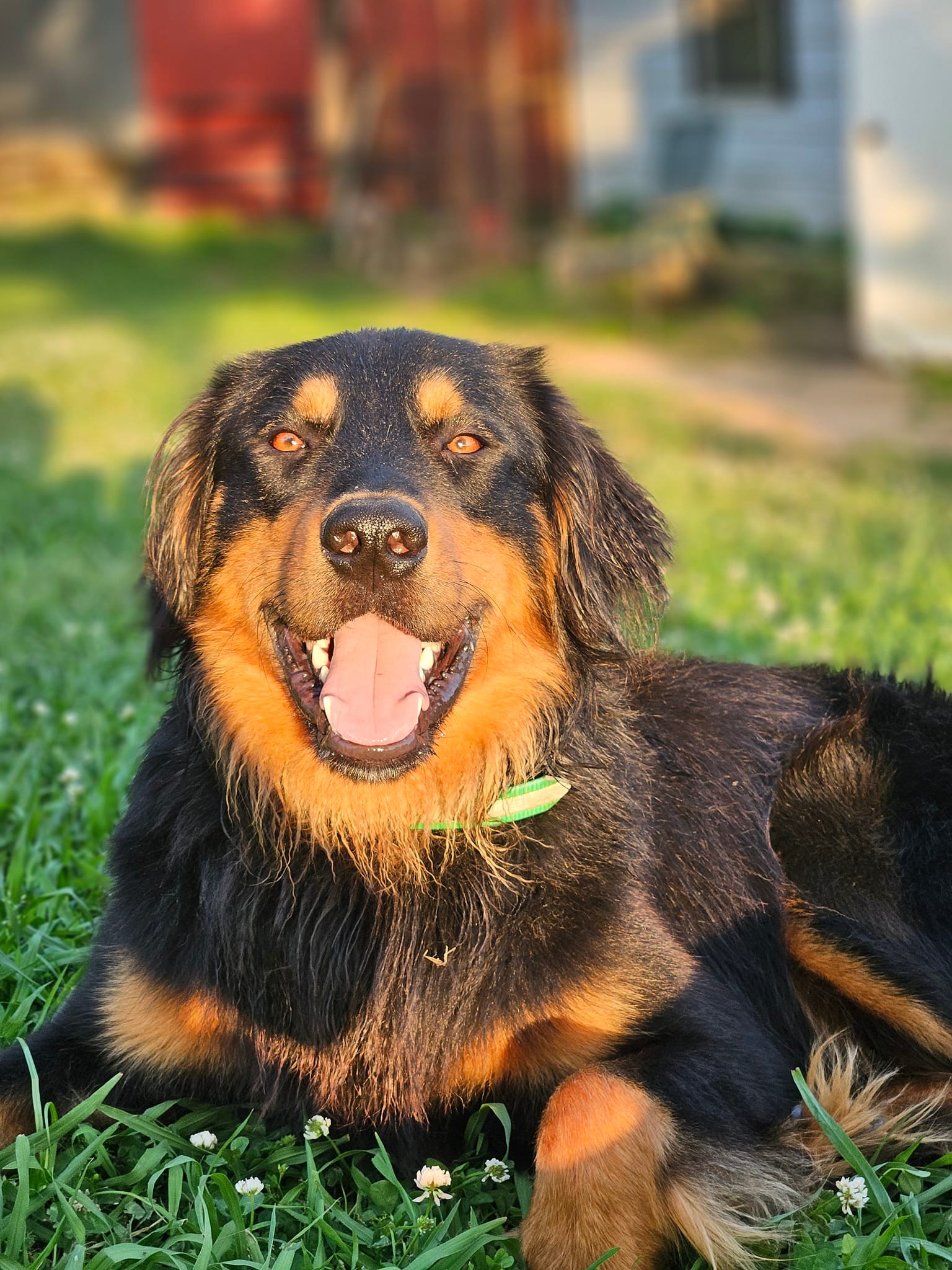 Hank - Black and Tan English Shepherd