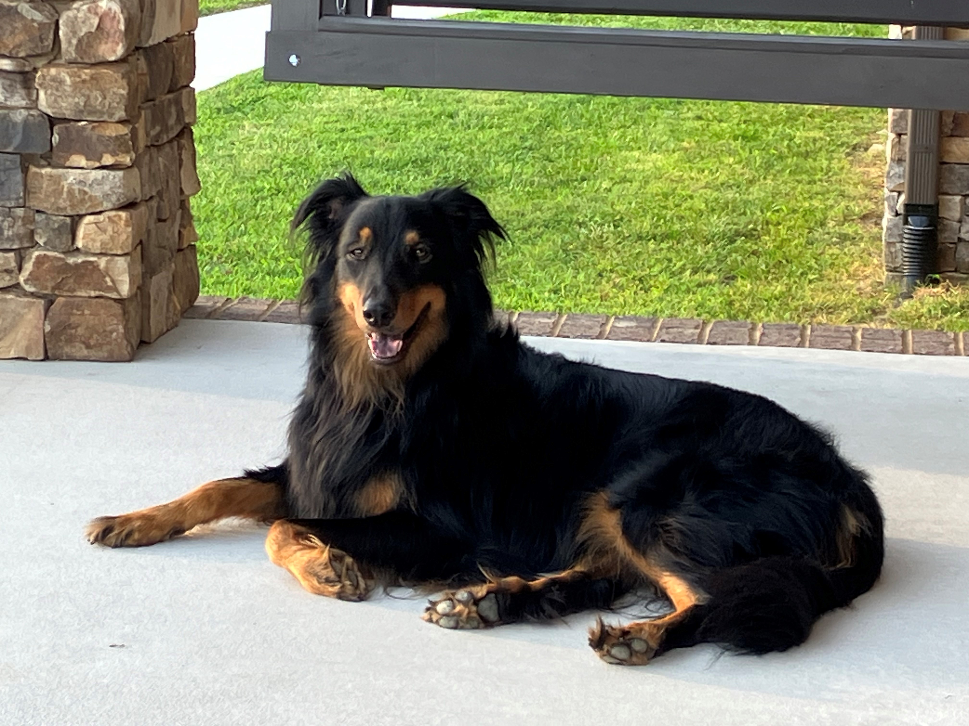 Boone - Black and Tan English Shepherd