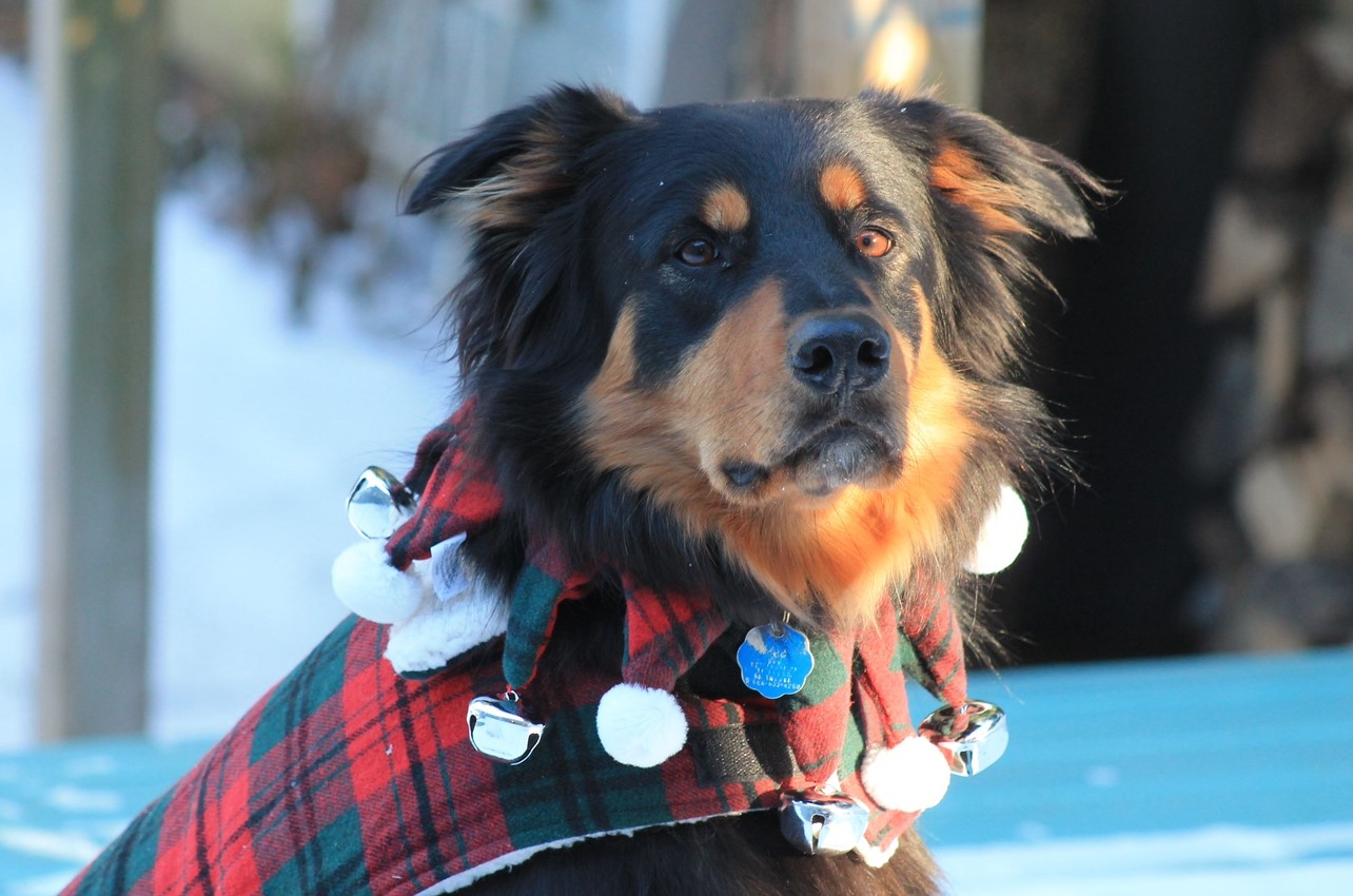 Beau - Black and Tan English Shepherd