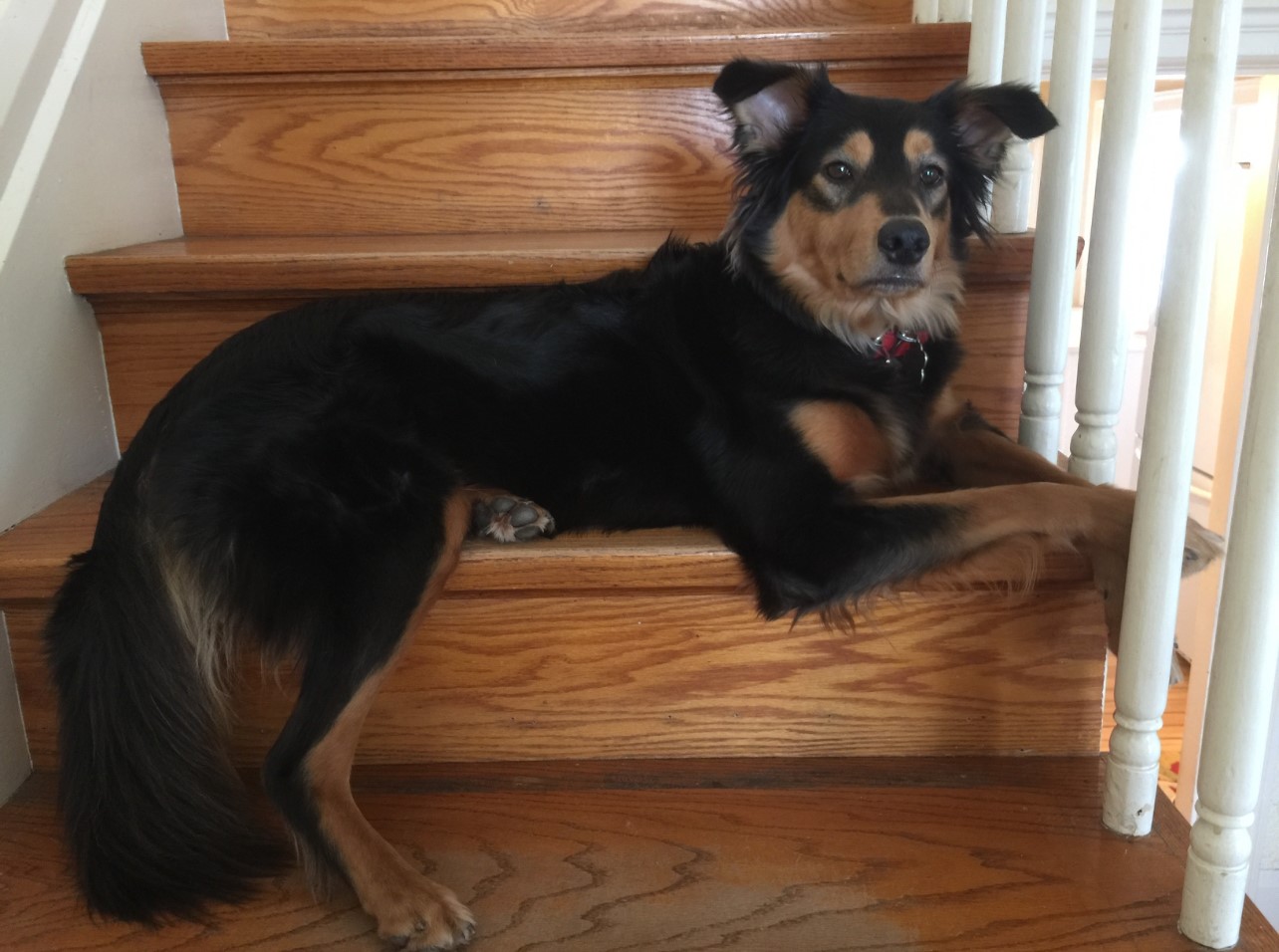 Caramel - Black and Tan English Shepherd