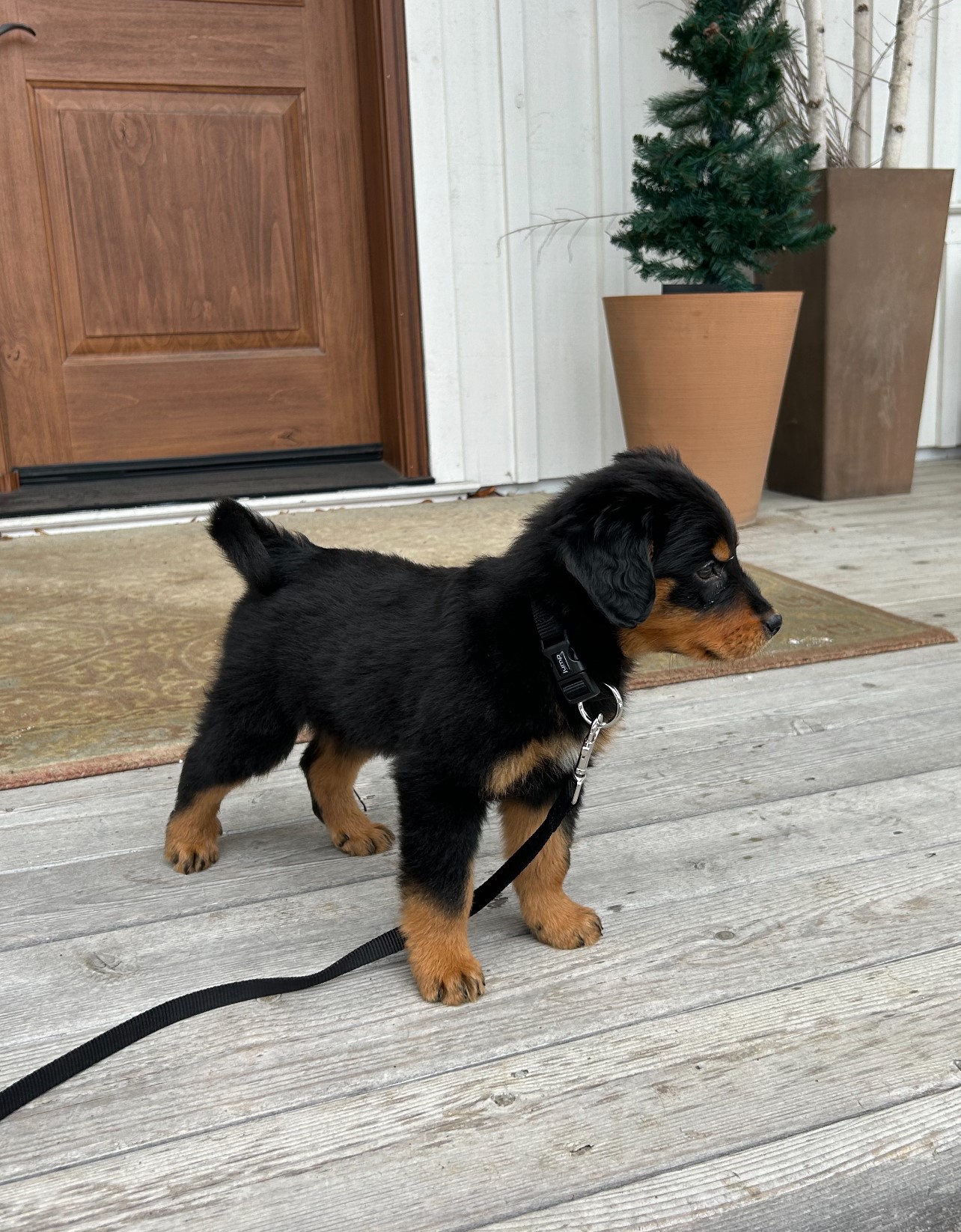 George - Black and Tan English Shepherd