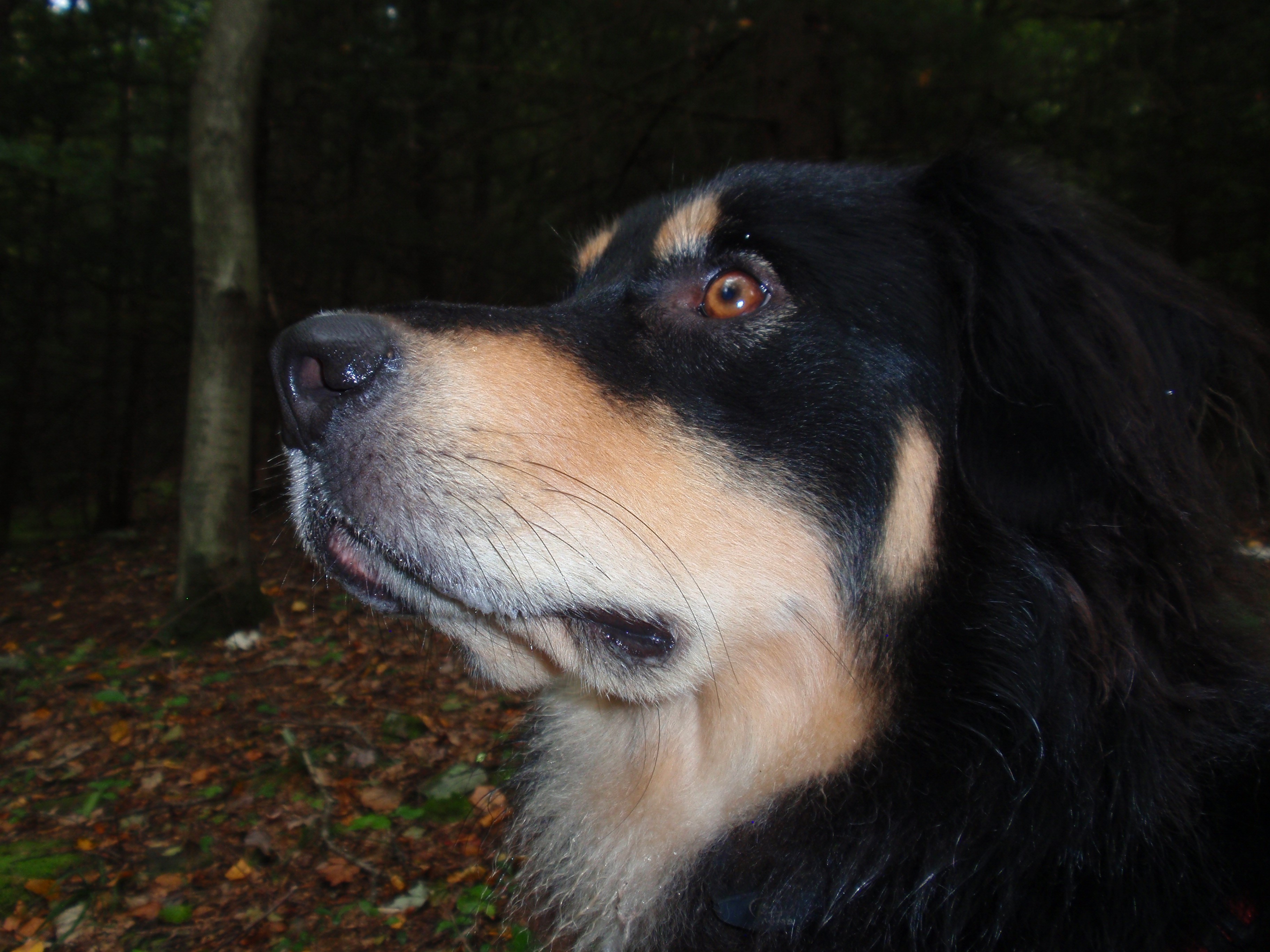 Squier - Black and Tan English Shepherd