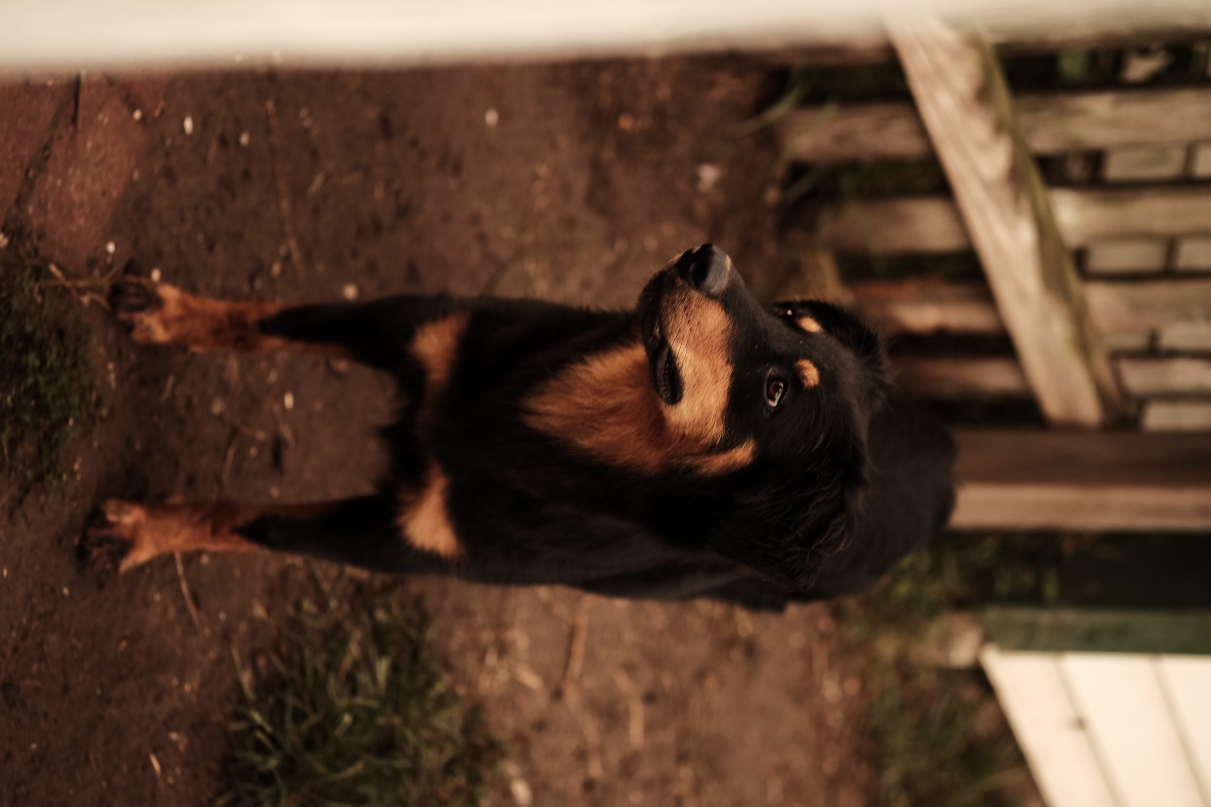 Cleo - Black and Tan English Shepherd