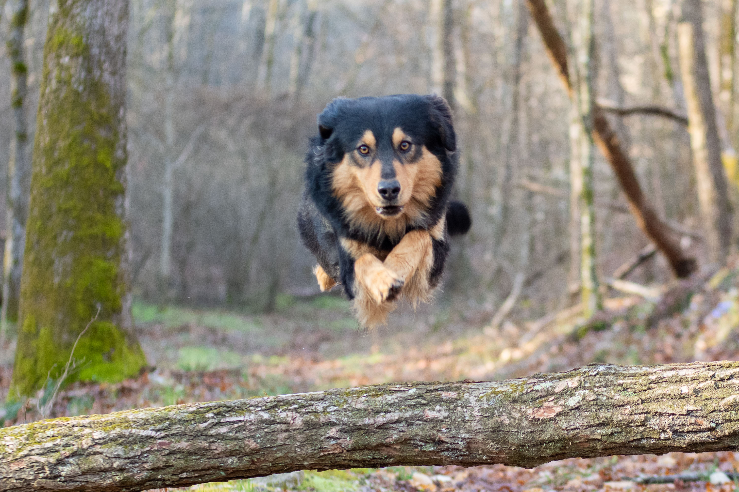 Liberty - Black and Tan English Shepherd