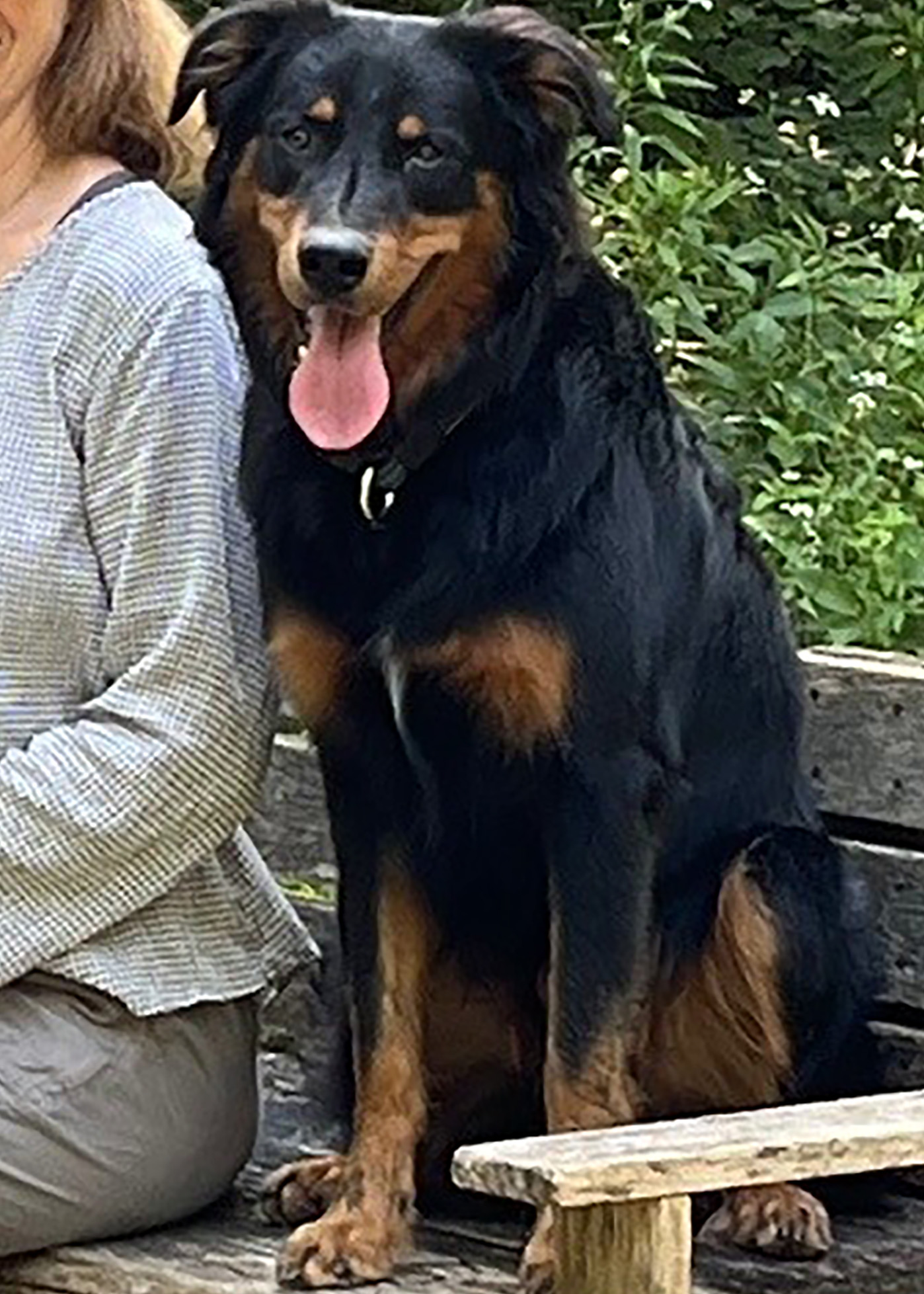 George at 9 Months - Black and Tan English Shepherd