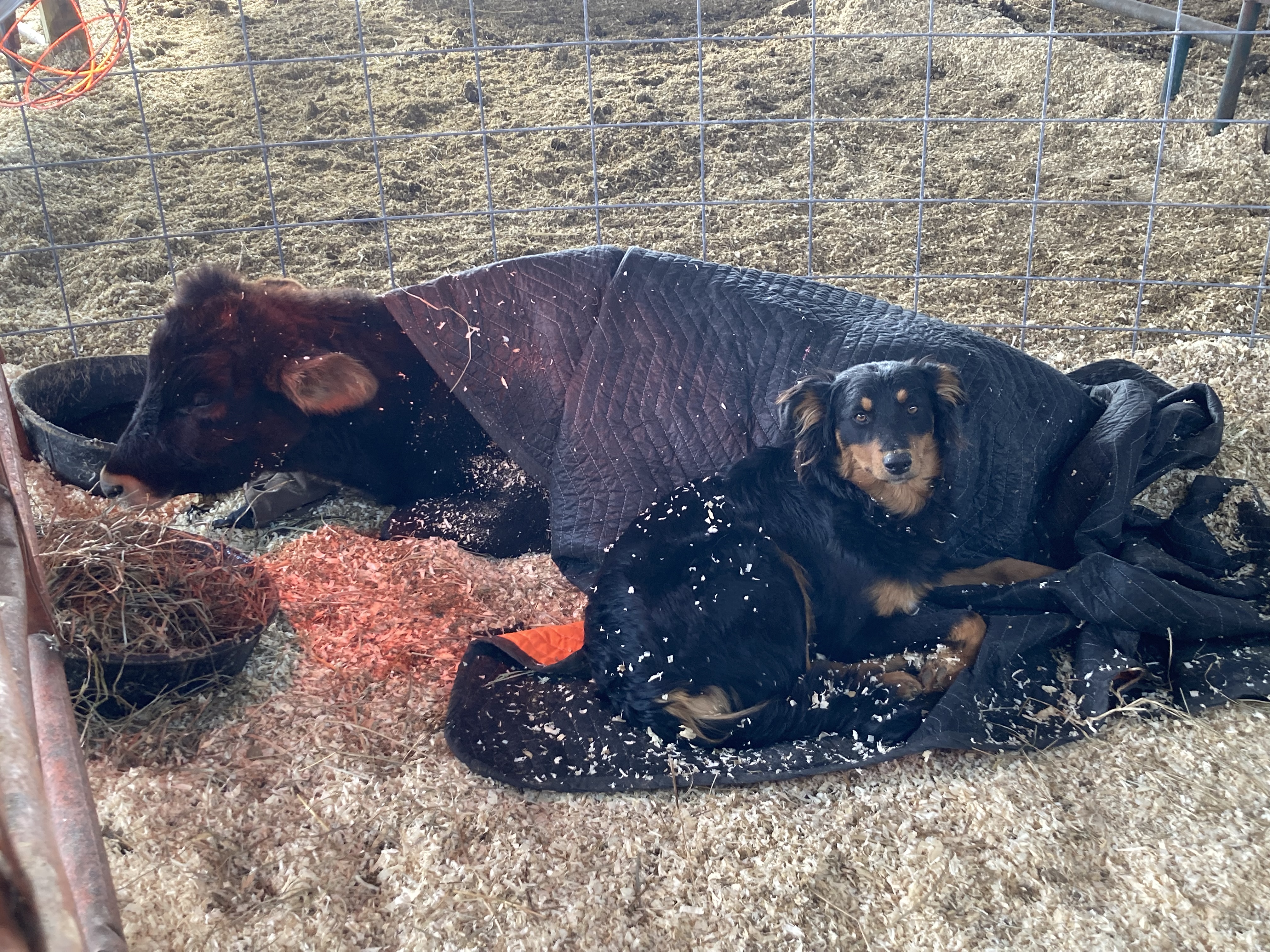 Poppy with Sick Calf - Black and Tan English Shepherd