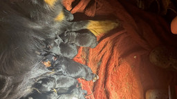 Sheba & Puppies - Black and Tan English Shepherd