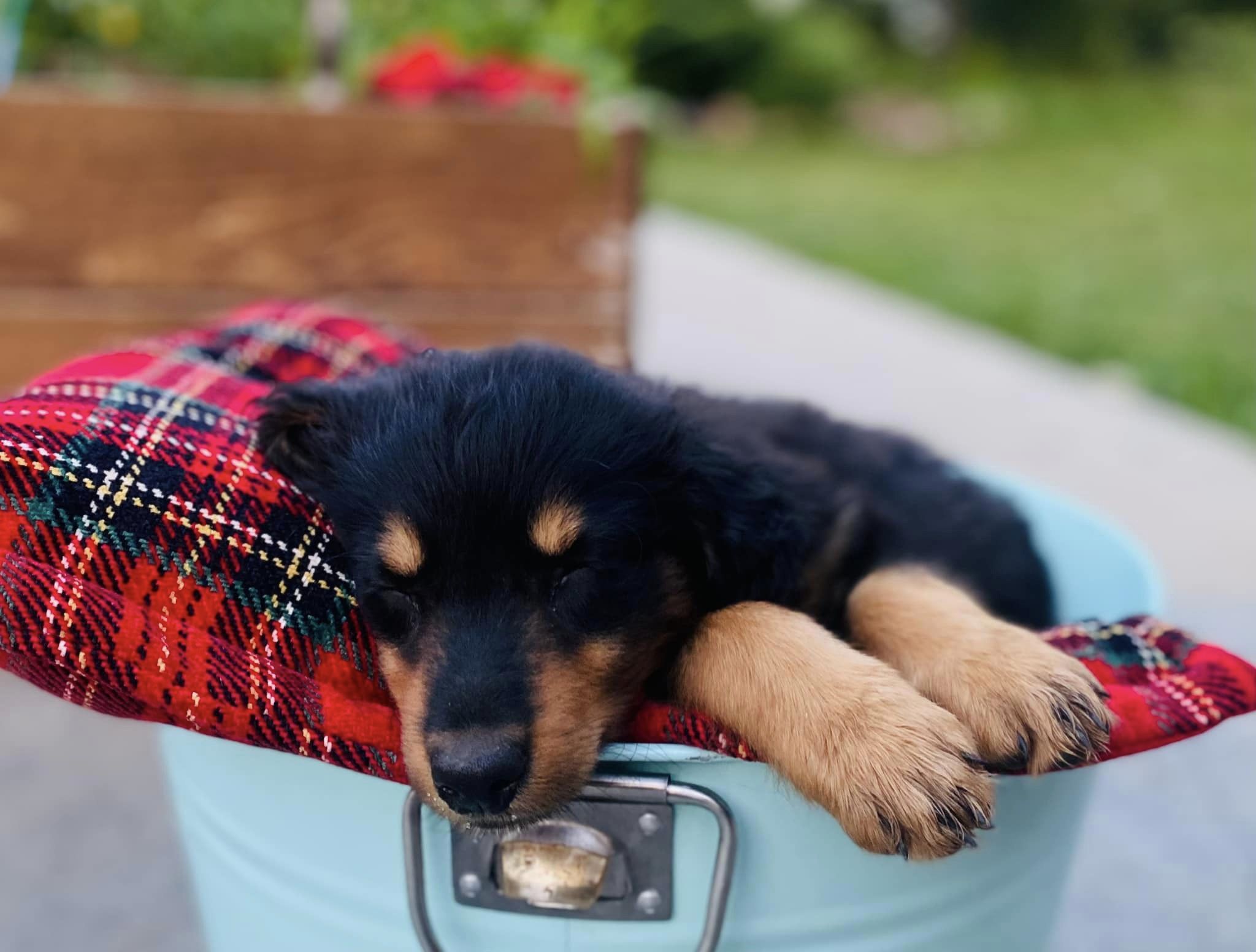 Henley in a Bucket - Black and Tan English Shepherd