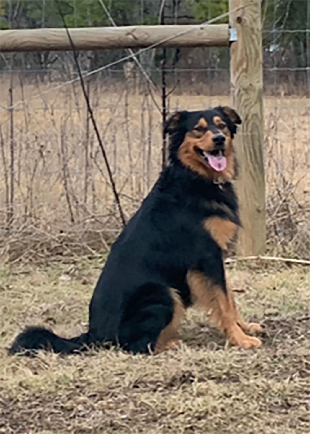 Boo Boo - Black and Tan English Shepherd