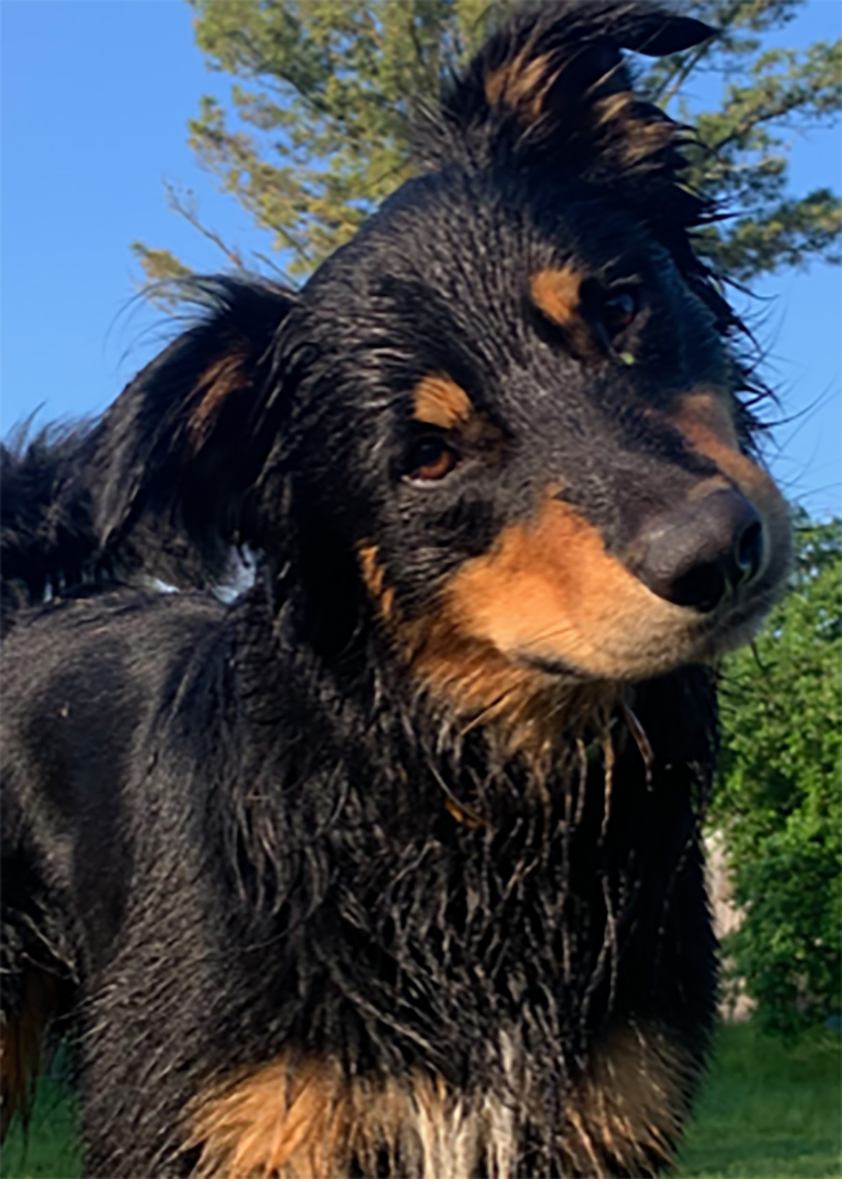 Buster - Black and Tan English Shepherd