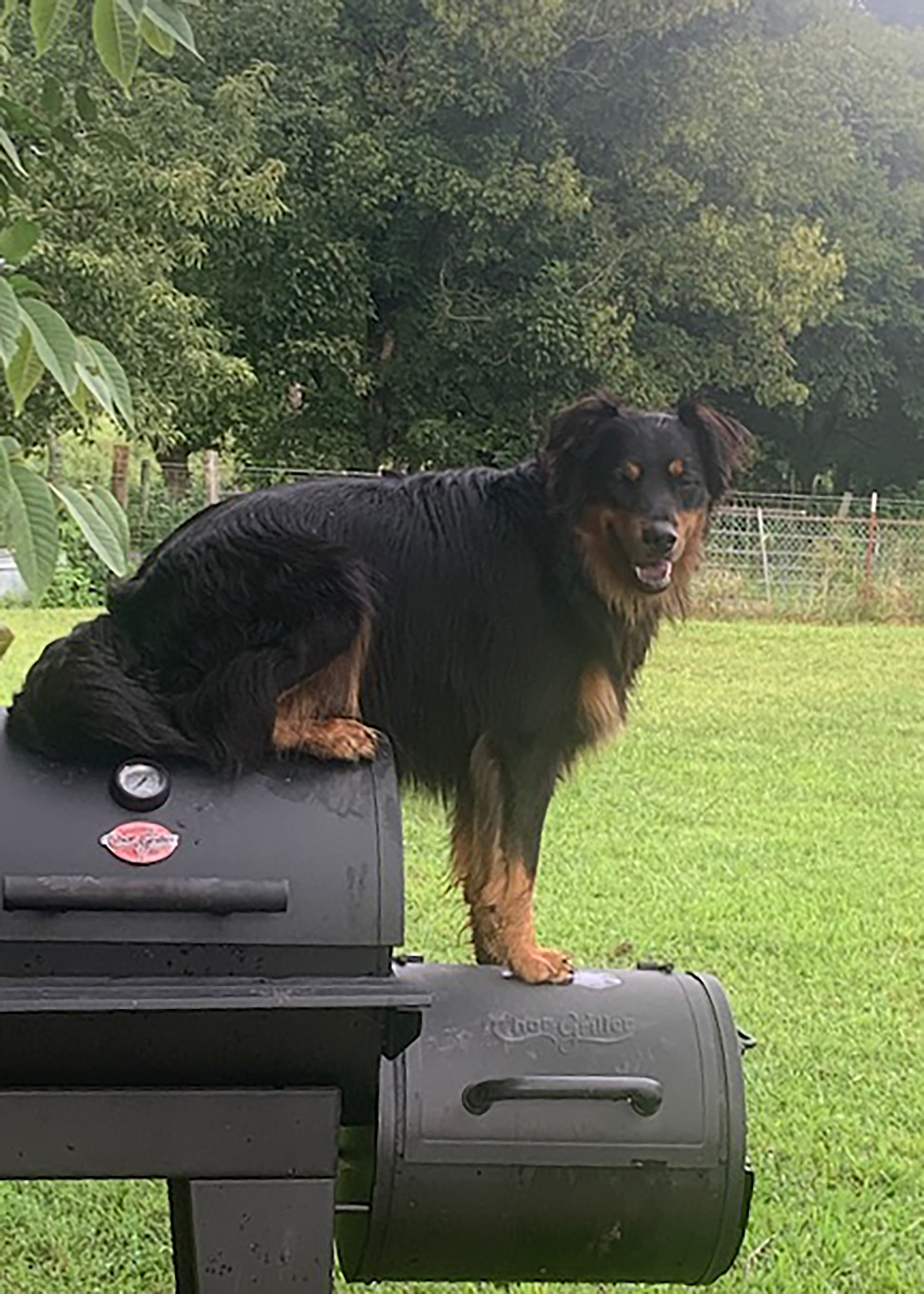 Yogi - Black and Tan English Shepherd