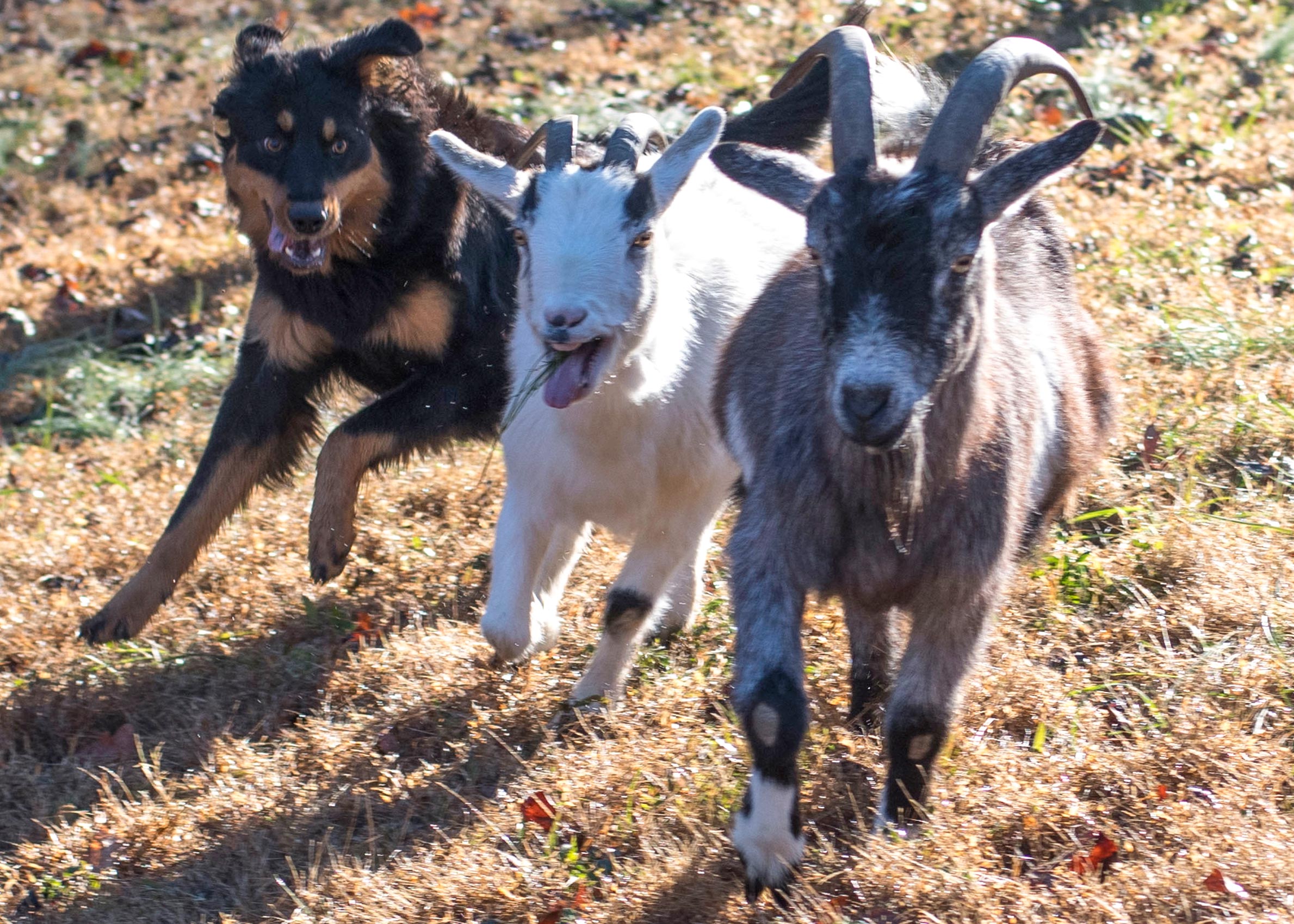Sugar on Goats - Black and Tan English Shepherd