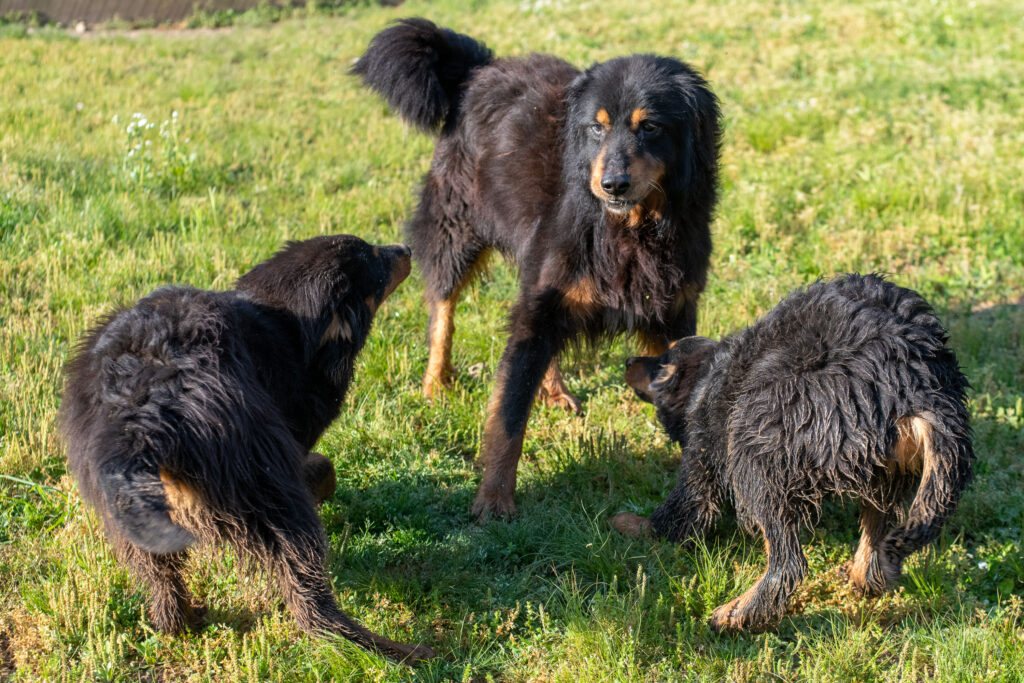 Rustie Jr., Shep and Sally - Black and Tan English Shepherd