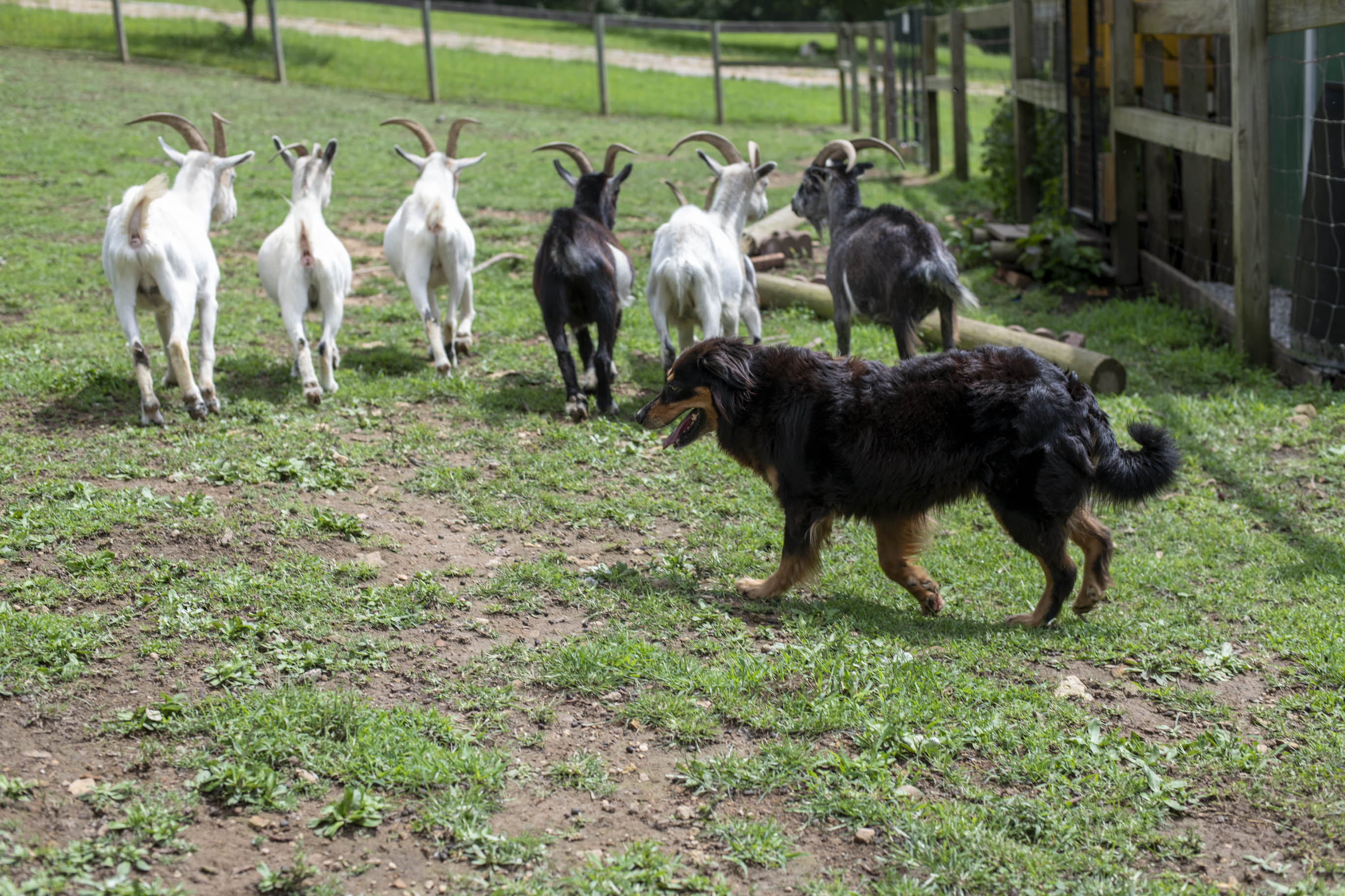 Rustie Jr. and Goats - Black and Tan English Shepherd