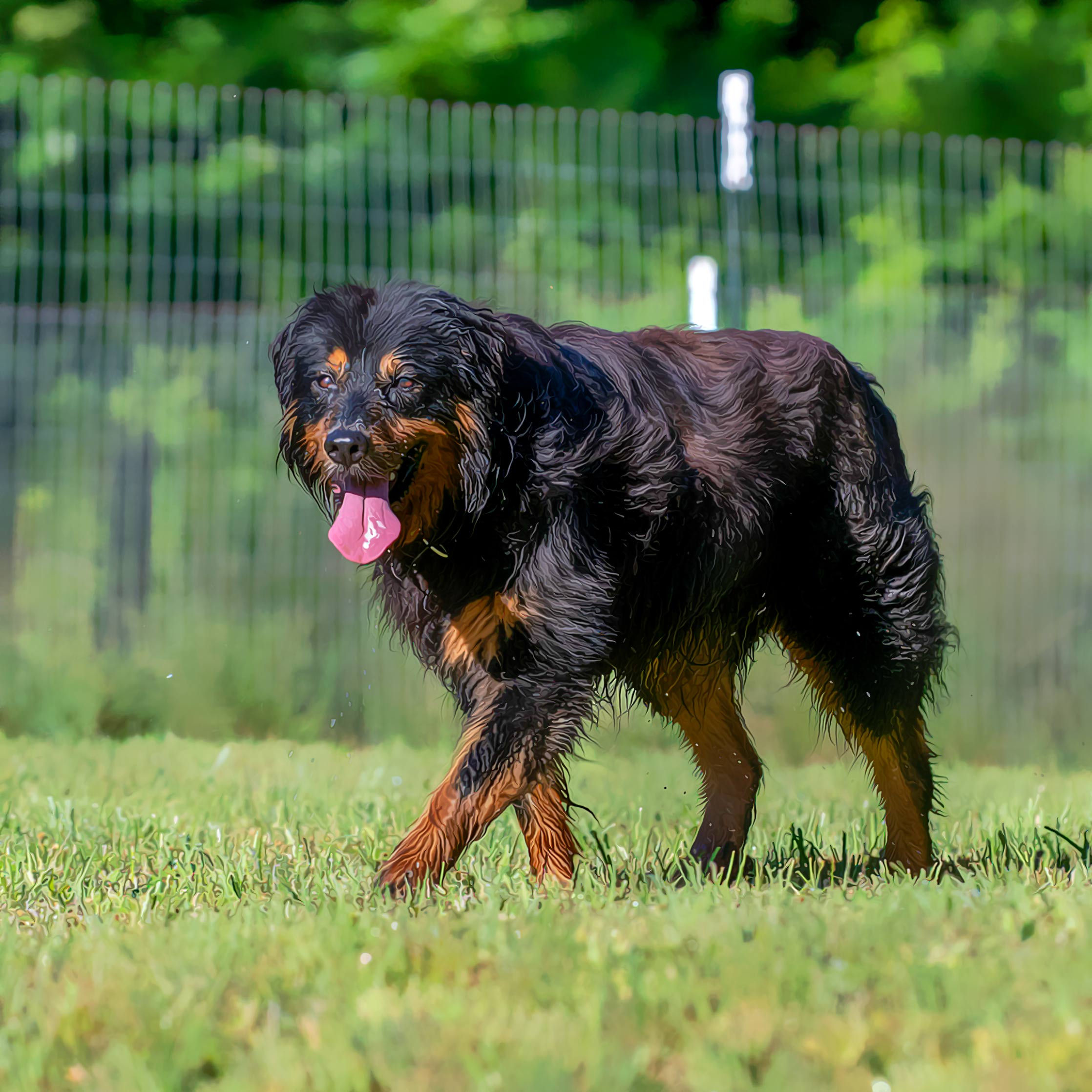 Sallee's Rustie Jr. - Black and Tan English Shepherd