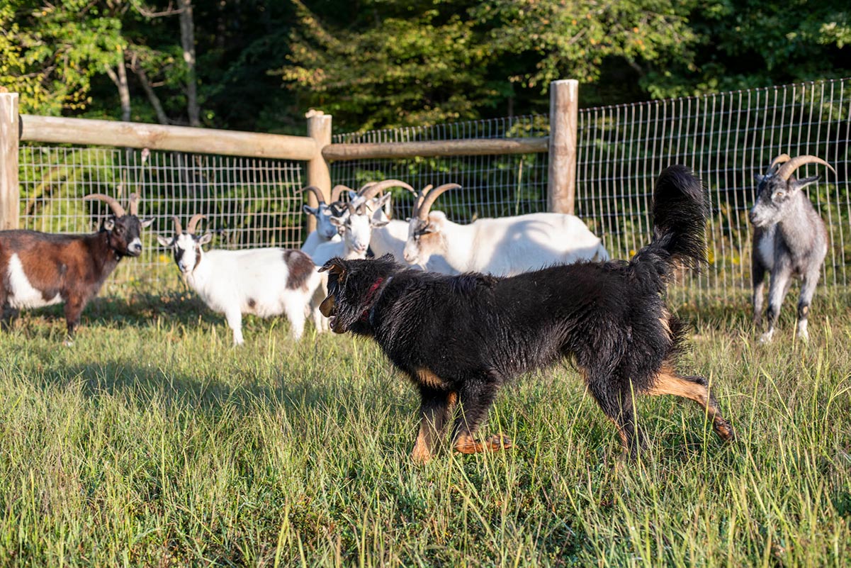 Sugar and Goats - Black and Tan English Shepherd