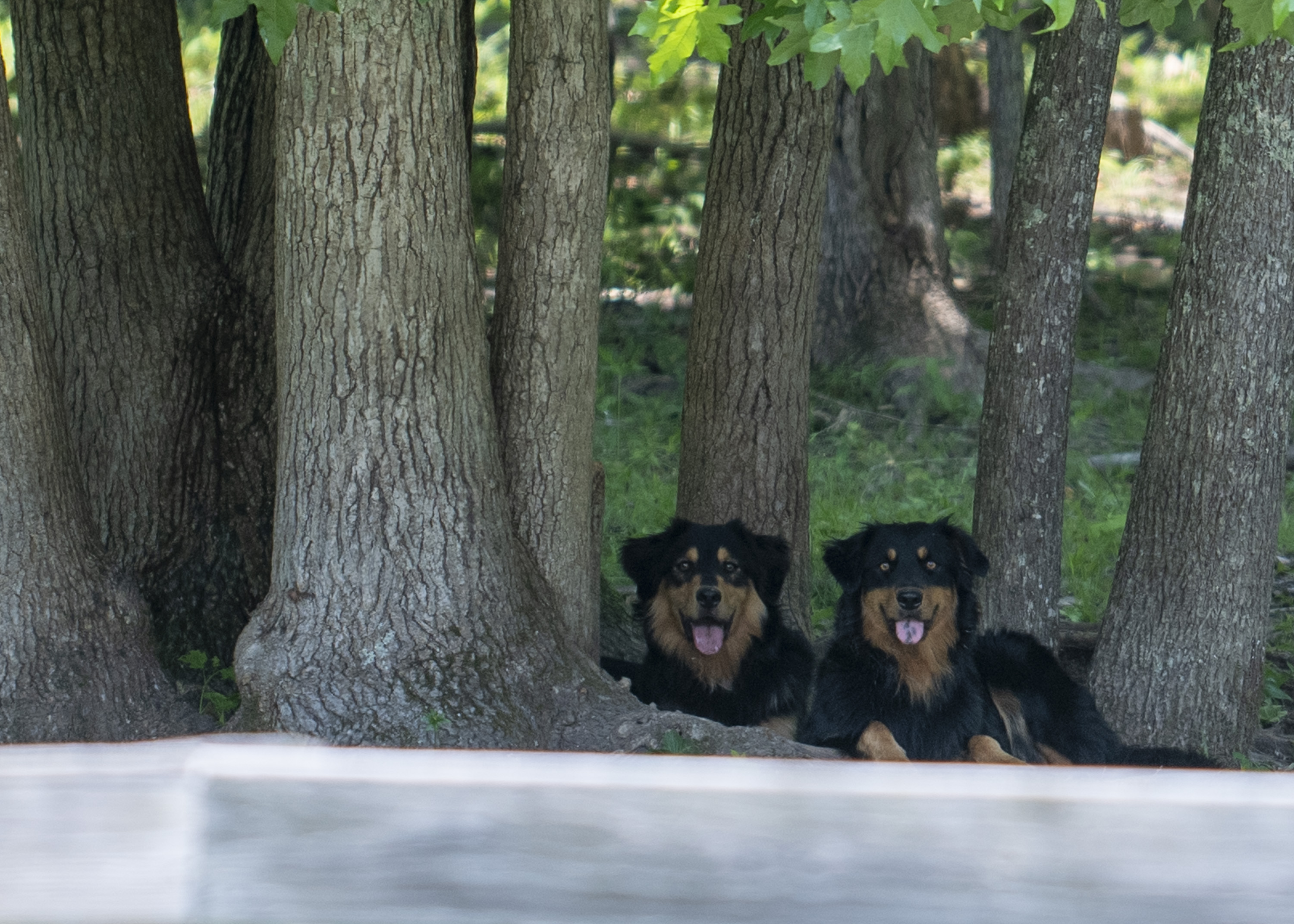 Sugar from the Woods - Black and Tan English Shepherd