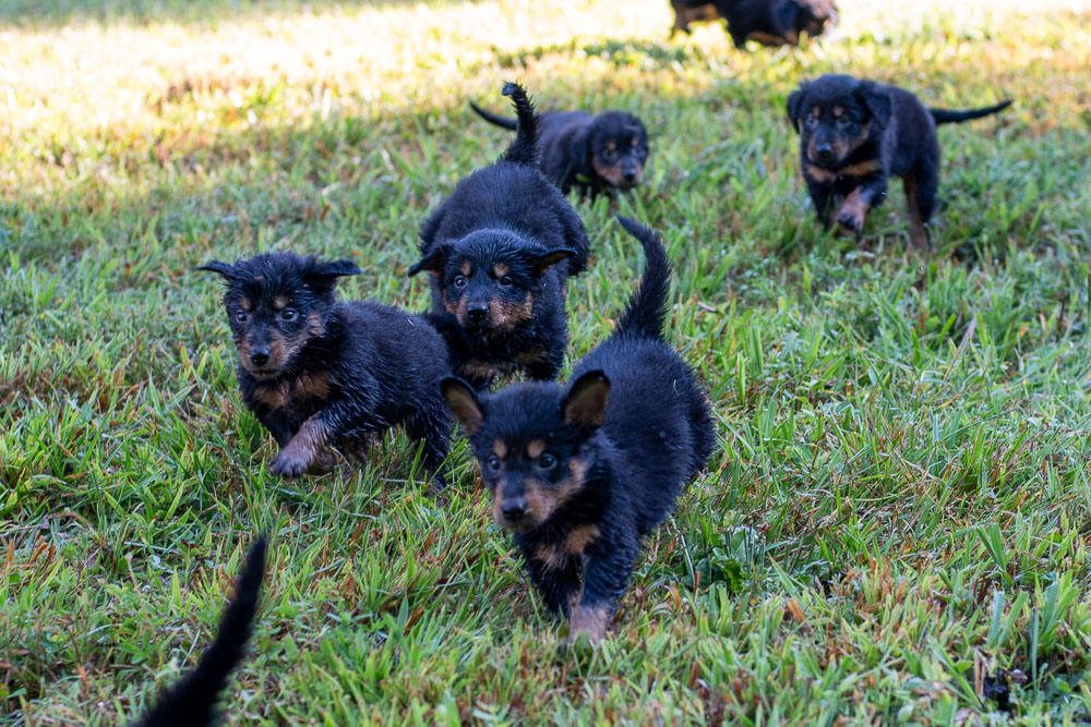 Vixen's Puppies - Black and Tan English Shepherd