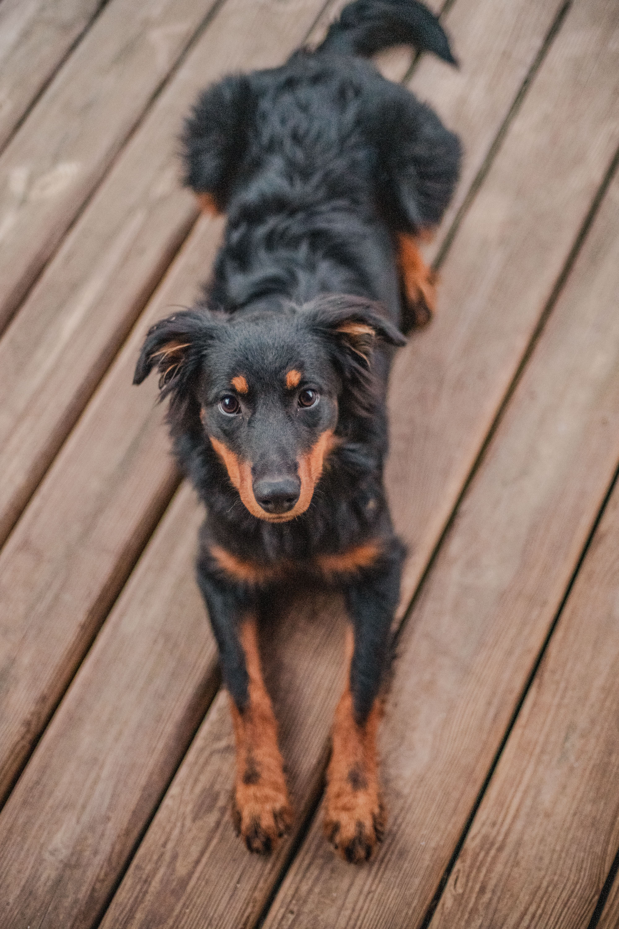 Nancy Drew - Black and Tan English Shepherd