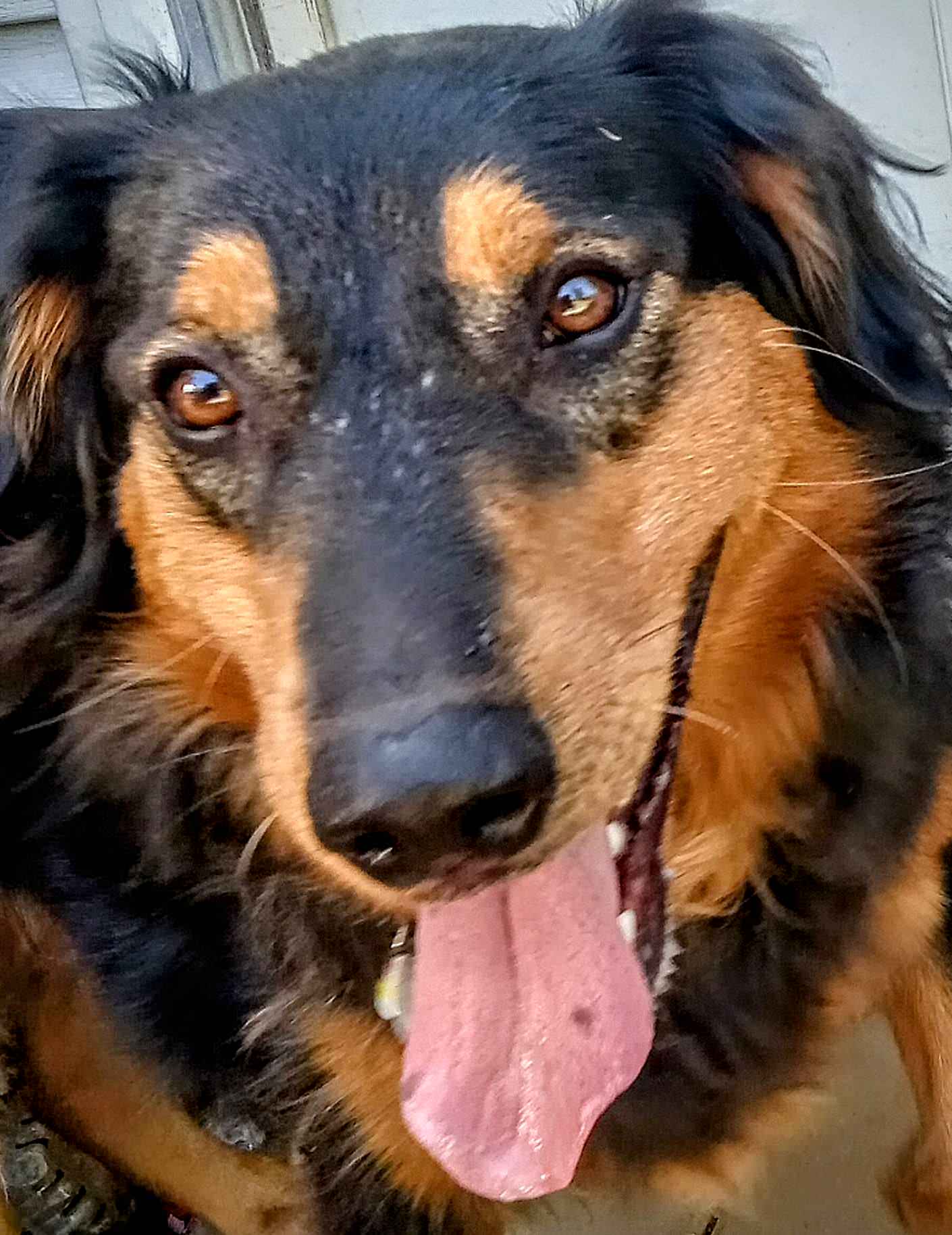 Annie - Black and Tan English Shepherd