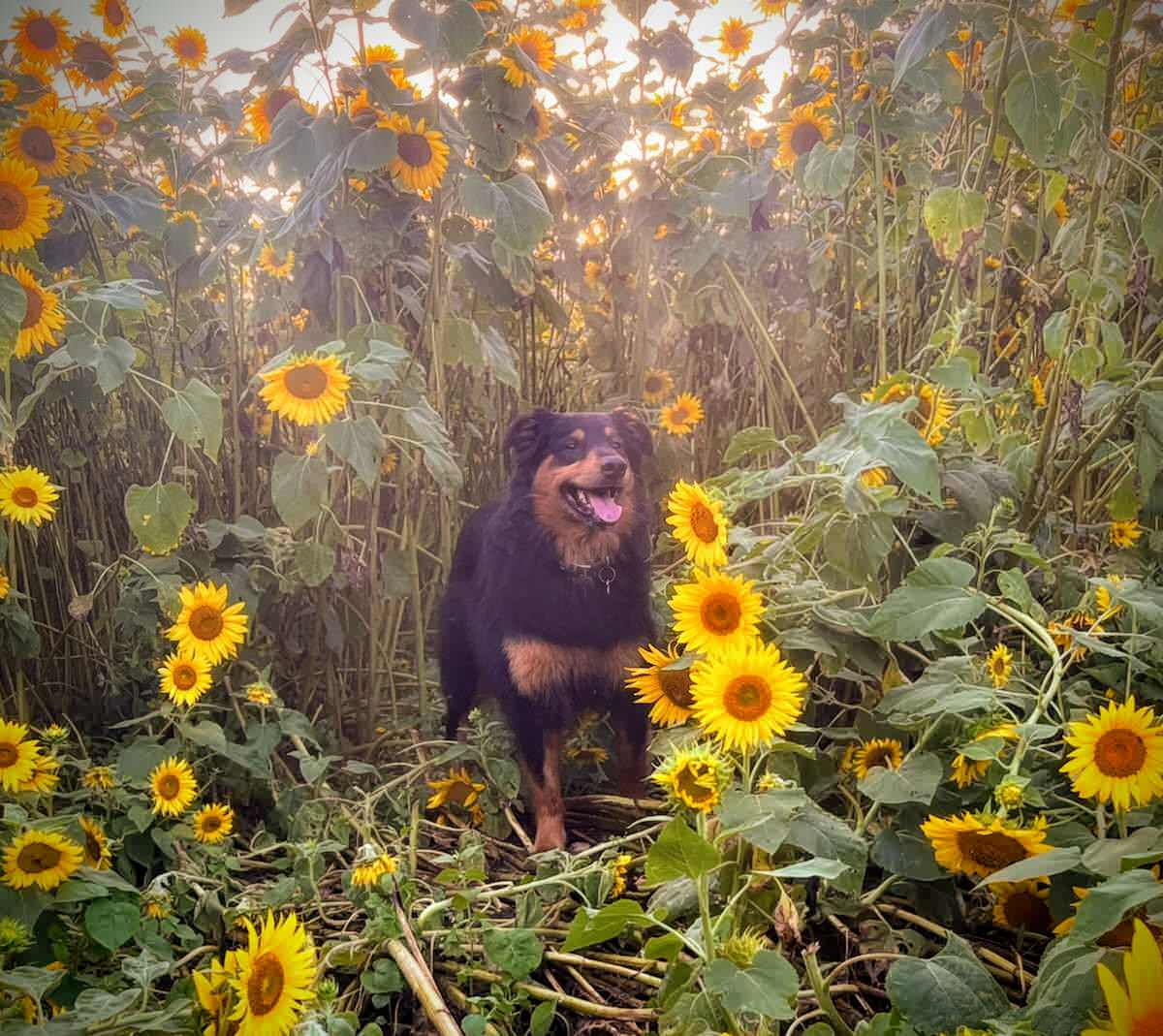 Bandit in the Sunflowers - Black and Tan English Shepherd