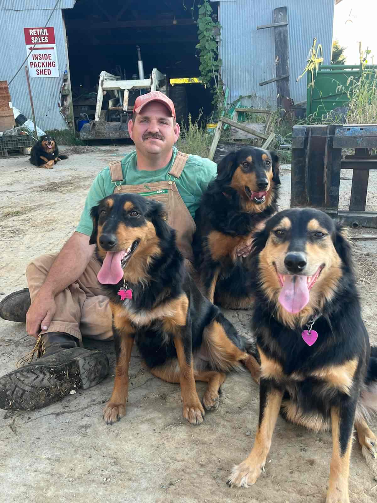 Bandit, Tipper, Annie, Jenny - Black and Tan English Shepherd
